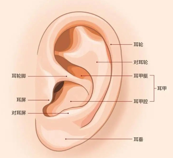 【听力科普】从零开始的日常听力保健(外耳篇)(图1) 【听力科普】从零开始的日常听力保健(外耳篇)(图1)